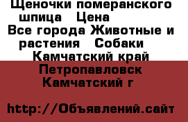 Щеночки померанского шпица › Цена ­ 25 000 - Все города Животные и растения » Собаки   . Камчатский край,Петропавловск-Камчатский г.